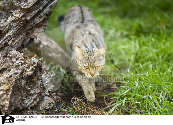 Wildkatze / wildcat / DMS-12808