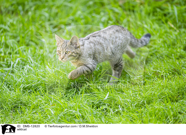 wildcat / DMS-12820