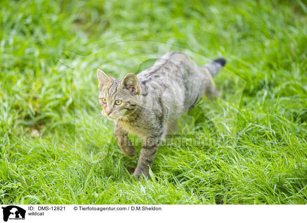 Wildkatze / wildcat / DMS-12821