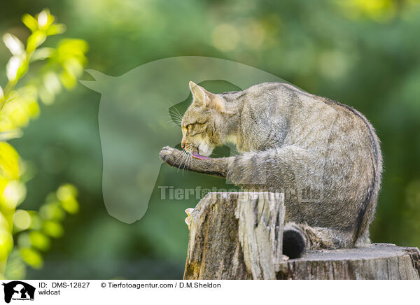 Wildkatze / wildcat / DMS-12827