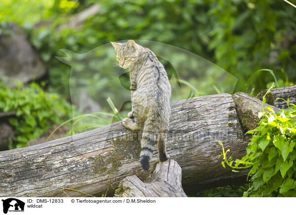 wildcat / DMS-12833