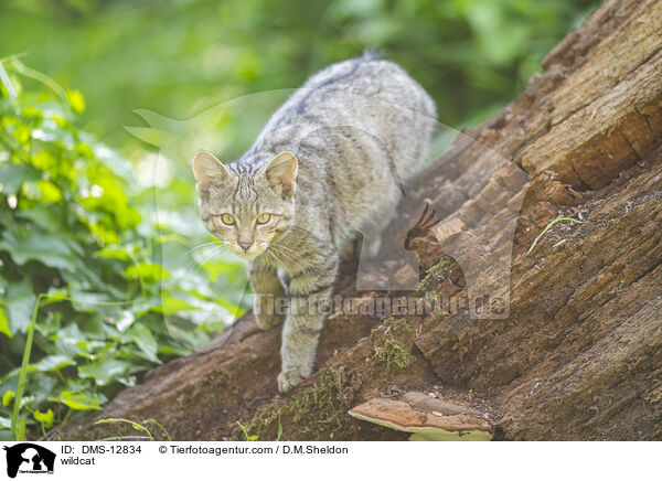 Wildkatze / wildcat / DMS-12834