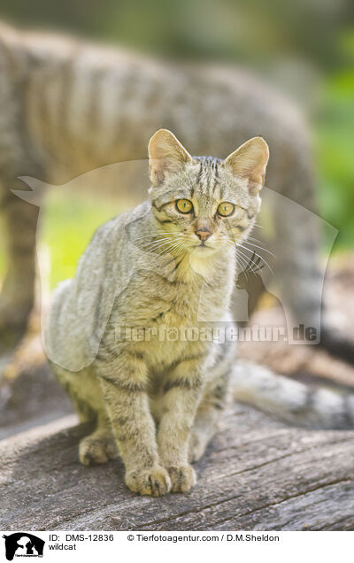 wildcat / DMS-12836