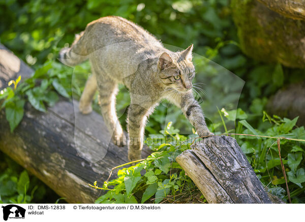 Wildkatze / wildcat / DMS-12838