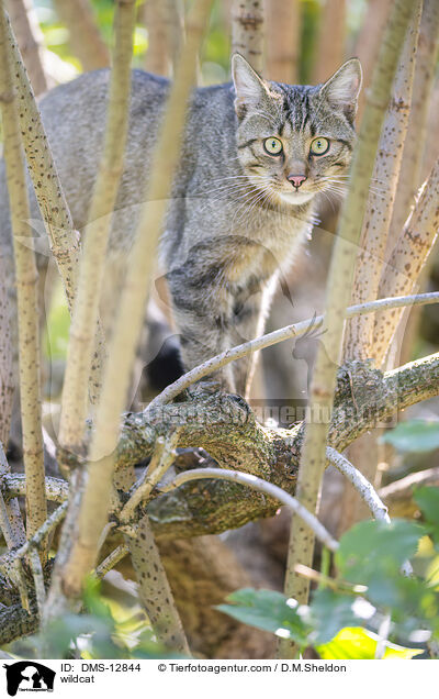 Wildkatze / wildcat / DMS-12844