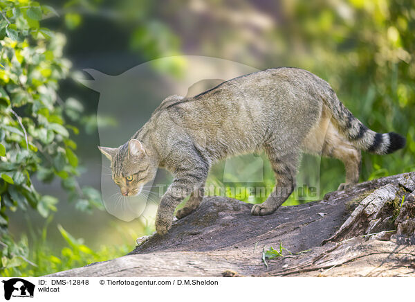 Wildkatze / wildcat / DMS-12848