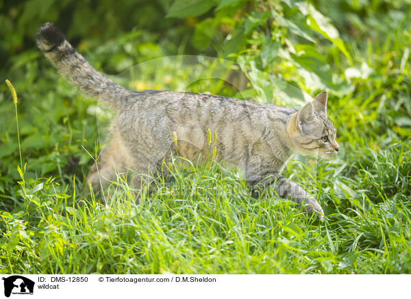 Wildkatze / wildcat / DMS-12850