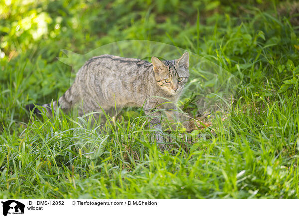 Wildkatze / wildcat / DMS-12852