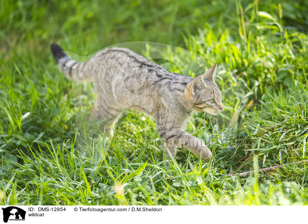 Wildkatze / wildcat / DMS-12854