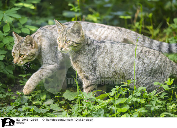 Wildkatze / wildcat / DMS-12865