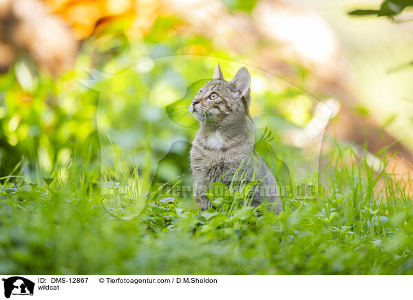 Wildkatze / wildcat / DMS-12867