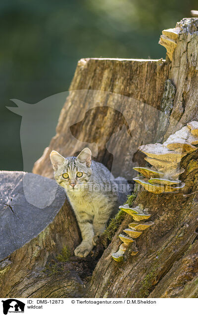 Wildkatze / wildcat / DMS-12873
