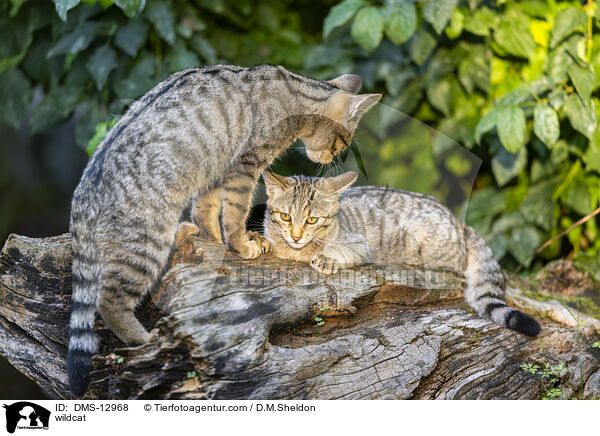 Wildkatze / wildcat / DMS-12968