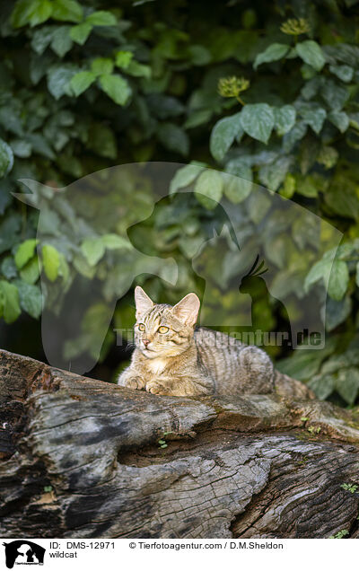Wildkatze / wildcat / DMS-12971