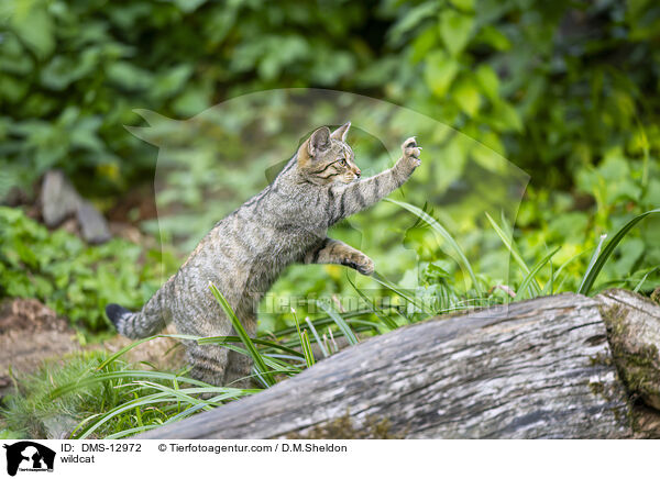 Wildkatze / wildcat / DMS-12972