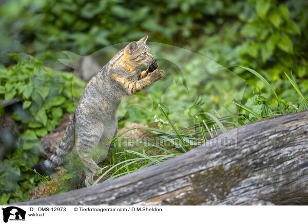 Wildkatze / wildcat / DMS-12973