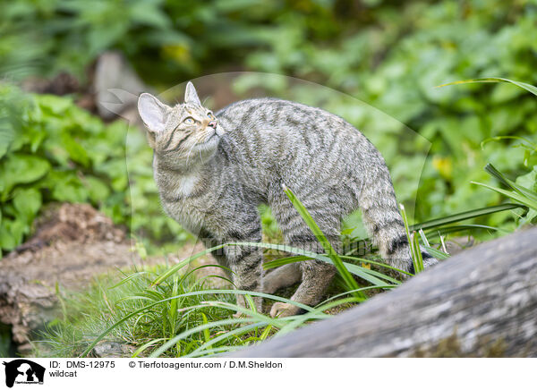 Wildkatze / wildcat / DMS-12975