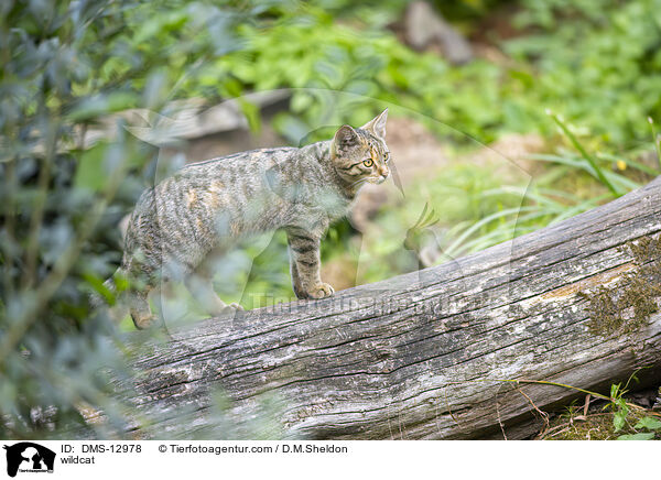 wildcat / DMS-12978