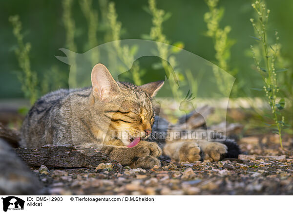 Wildkatze / wildcat / DMS-12983