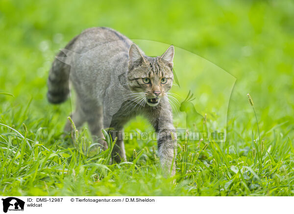 Wildkatze / wildcat / DMS-12987