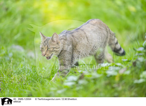 Wildkatze / wildcat / DMS-12994