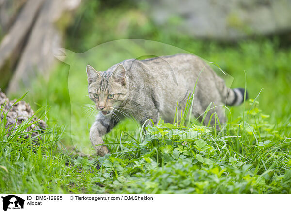 wildcat / DMS-12995