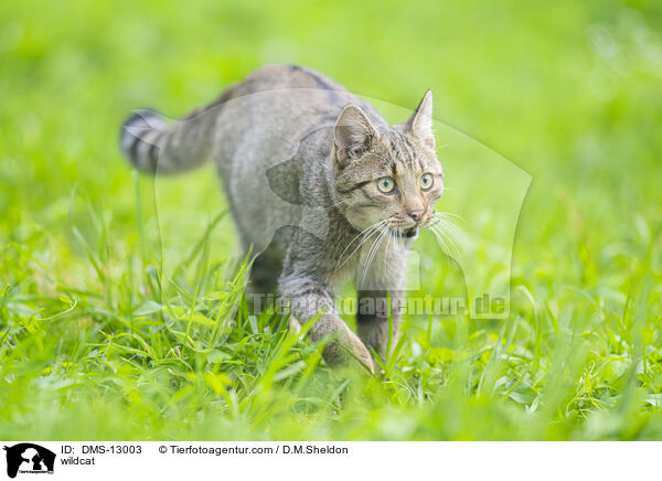 wildcat / DMS-13003