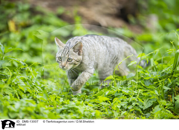 Wildkatze / wildcat / DMS-13007