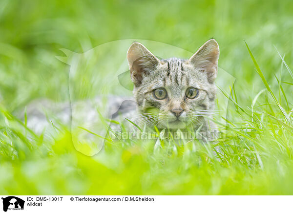 Wildkatze / wildcat / DMS-13017