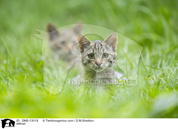 Wildkatze / wildcat / DMS-13018