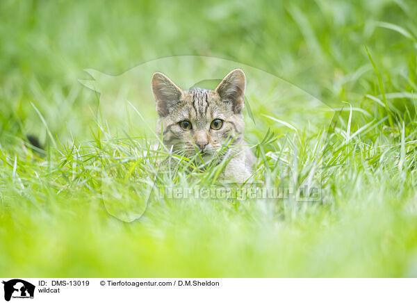 Wildkatze / wildcat / DMS-13019