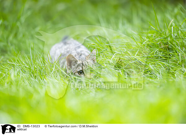 Wildkatze / wildcat / DMS-13023