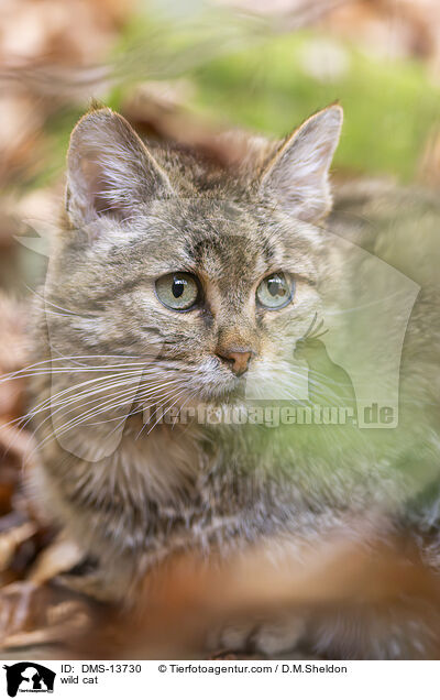 Wildkatze / wild cat / DMS-13730