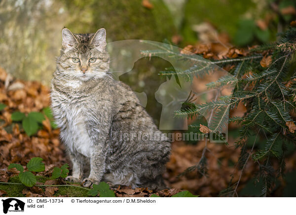 Wildkatze / wild cat / DMS-13734