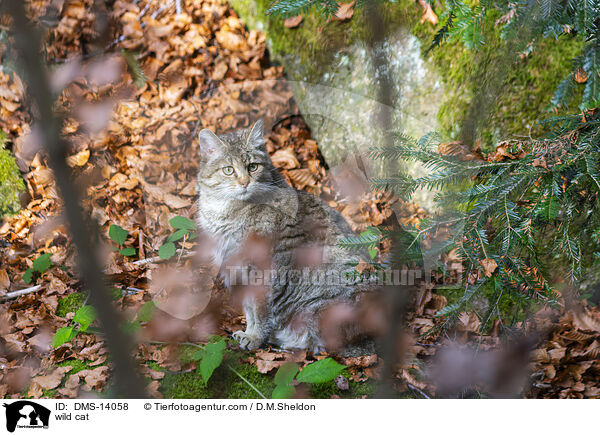 Wildkatze / wild cat / DMS-14058