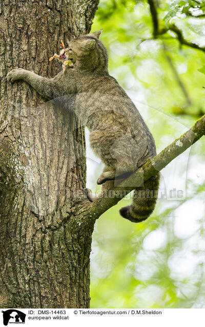 european wildcat / DMS-14463