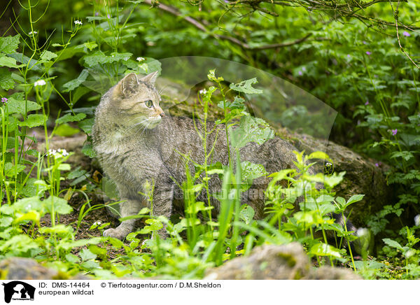 Europische Wildkatze / european wildcat / DMS-14464