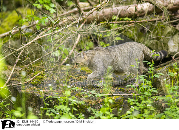 Europische Wildkatze / european wildcat / DMS-14465