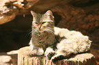 wildcat