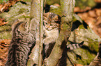 playing kitty