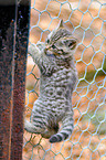 climbing kitty