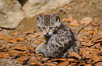 young wildcat