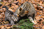wildcat