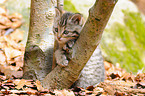 young wildcat