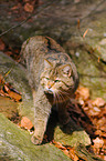 wildcat