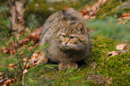 wildcat