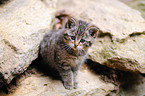 young wildcat