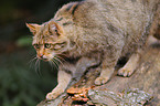 wildcat