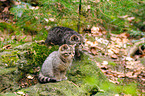 young wildcat