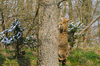 climbing wildcat